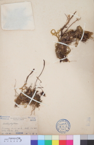 Specimen thumbnail